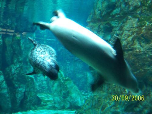 Acquario Genova