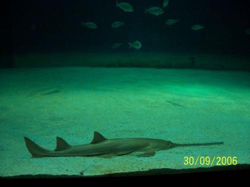 Acquario Genova