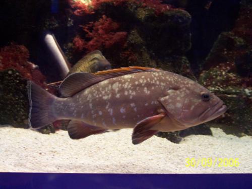 Acquario Genova