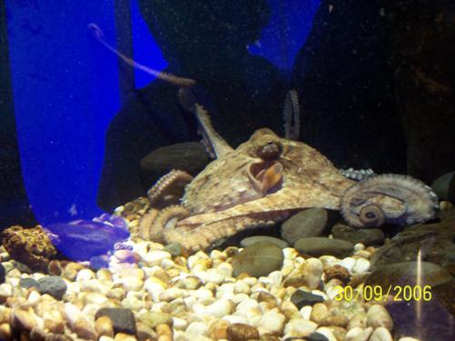 Acquario Genova