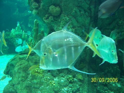 Acquario Genova