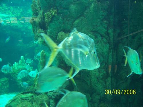 Acquario Genova