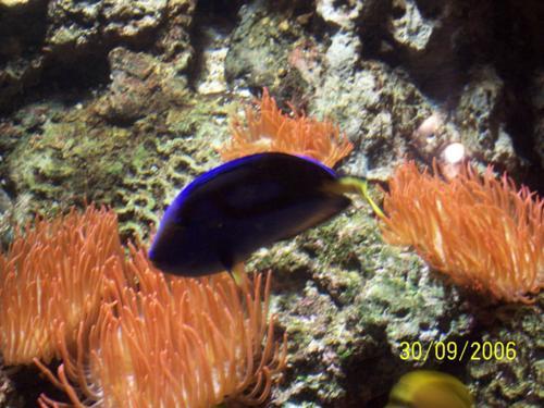 Acquario Genova