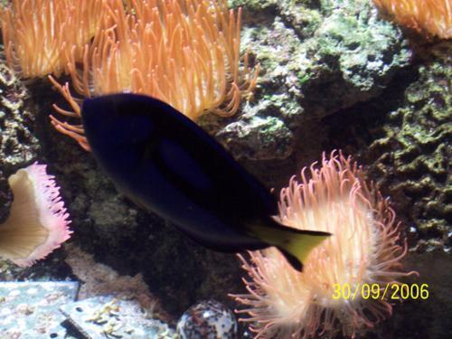 Acquario Genova