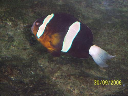 Acquario Genova