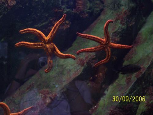 Acquario Genova