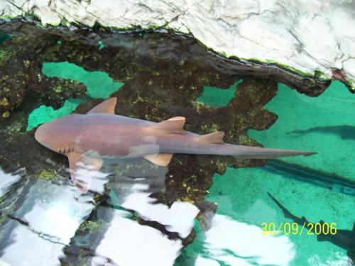 Acquario Genova