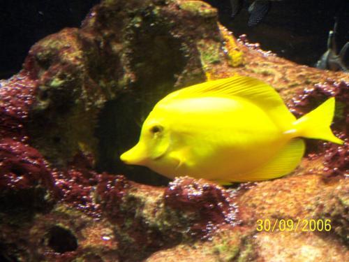 Acquario Genova