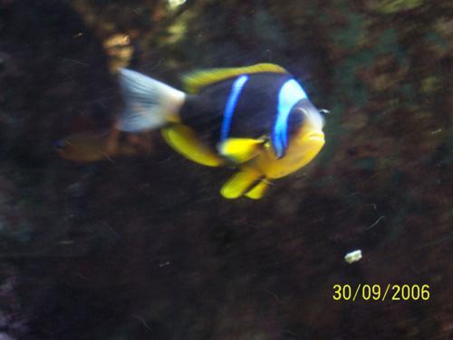 Acquario Genova