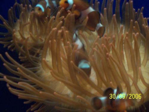 Acquario Genova