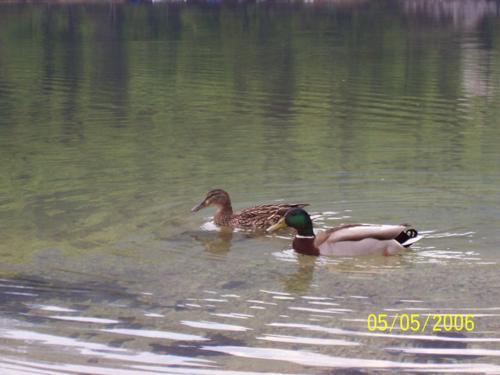 Lago di Bohinj